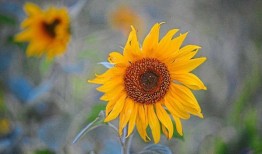 通过园艺找到治愈