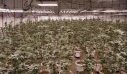 8人被控在东京附近种植大麻，警方查获100公斤大麻，价值318万美元