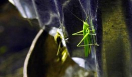 蚱蜢都到哪里去了？乌干达的昆虫商人很难找到富含蛋白质的昆虫