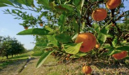 “盐水入侵”威胁着路易斯安那州的农民和果园