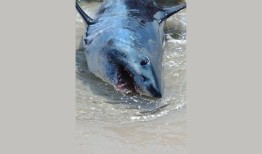 “看看他们那可怕的牙齿!”彭萨科拉海滩游客营救被冲上岸的鲨鱼