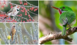 鸟类基因“储存”恐龙灭绝的记忆：原因如下