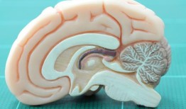 研究揭示了导致贝克尔病患者肌肉无力的机制