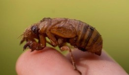 成群的蝉来到阿拉巴马州：是什么让这个夏天具有历史意义