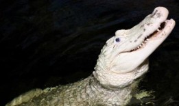 视频：奥马哈动物园从鳄鱼的肚子里取出70枚硬币