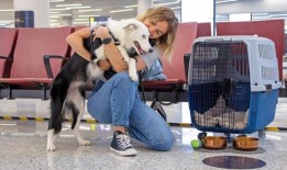 你现在需要这些文件与你的狗清关