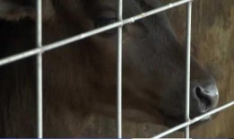 最近的海浪是如何对爱荷华州的奶牛场产生负面影响的