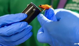 波哥大机场查获130只毒蛙