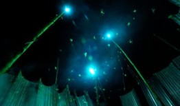 蚱蜢都到哪里去了？乌干达的昆虫商人很难找到富含蛋白质的昆虫