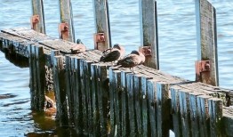 马来西亚人分享徒步探索珀斯的好处