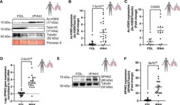 发现肺动脉高压治疗的新靶点