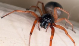 关于宽面囊蛛的9个有趣事实