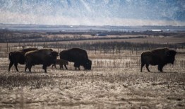加拿大的野牛发现了古老的岩画，实现了土著的预言