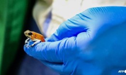 波哥大机场查获130只毒蛙