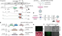 概念验证研究发现，类hiv病毒颗粒可能不再需要终身药物治疗
