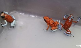 波哥大机场查获130只毒蛙