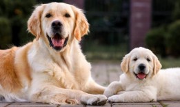 Gizmodo周一难题：你能解决这些“相对”简单的脑筋急题吗？